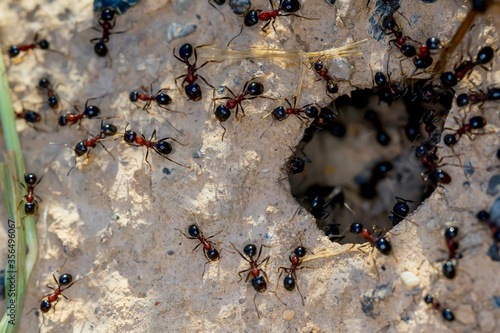Ant Family. Ants. Macro photo. Mink in the ground. Ants are working. Production. Ants at the entrance to the termite mound. The texture of clay and small stones.
