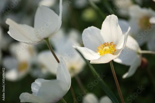 Beautiful blossoming Japanese anemone flowers outdoors on spring day © New Africa