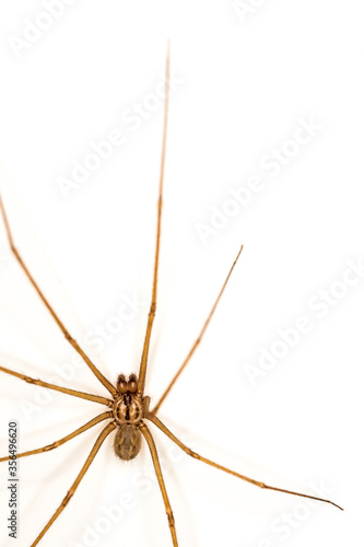 Spider. A fragment of an insect. Macro photo. Brown home safe spider. Spider on a white background. The texture of the body and long legs of the spider. Hair, villi on the body of the insect.