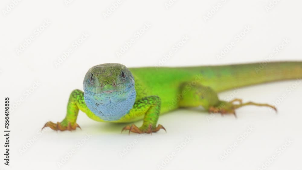 Green lizard on a white background. Green lizard on a white background.