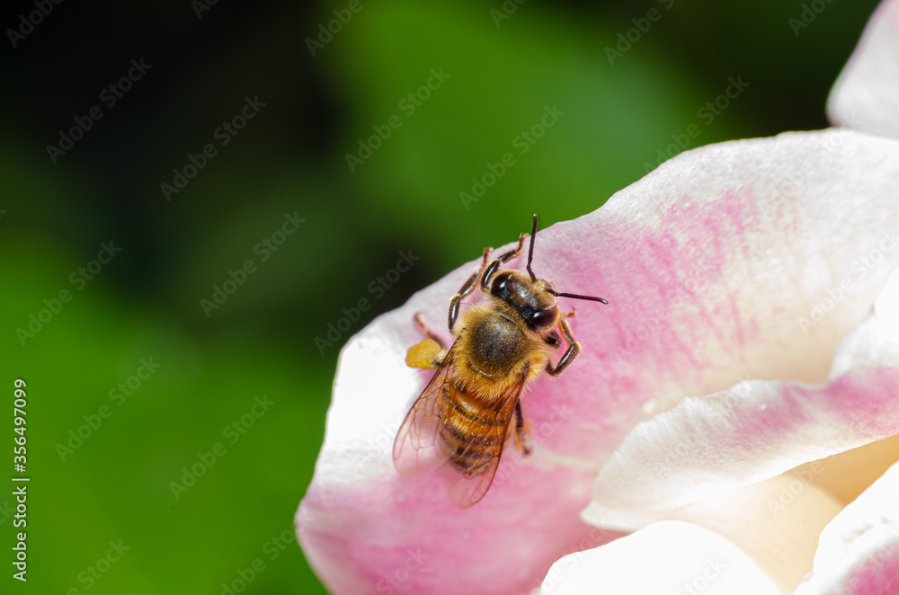 Macro details of a small bee on a rose Macro details of a small bee on a rose