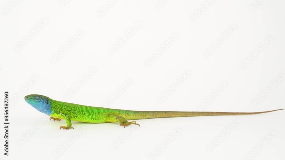 Green lizard on a white background. Green lizard on a white background.