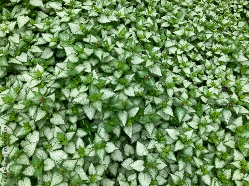 green leaves background green leaves background