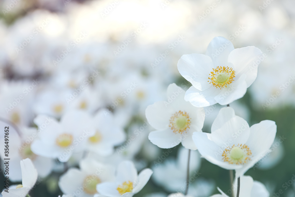 Beautiful blossoming Japanese anemone flowers outdoors on spring day Beautiful blossoming Japanese anemone flowers outdoors on spring day