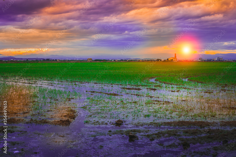 Sunset in the rice fields of the Albufera de Valencia