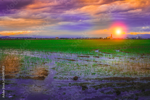 Sunset in the rice fields of the Albufera de Valencia