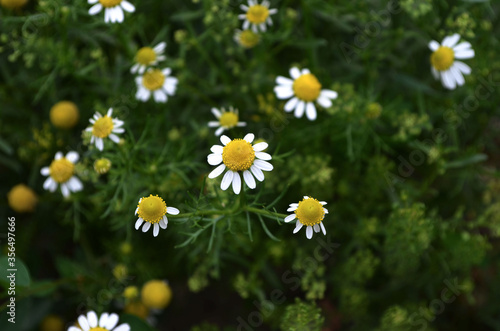  Little white daisies in the grass