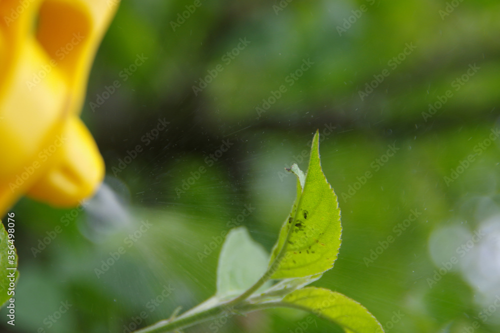 Spraying aphids on the leaves in the home garden. Pest control on plants. Protection against insects in agriculture. Spraying aphids on the leaves in the home garden. Pest control on plants. Protection against insects in agriculture.