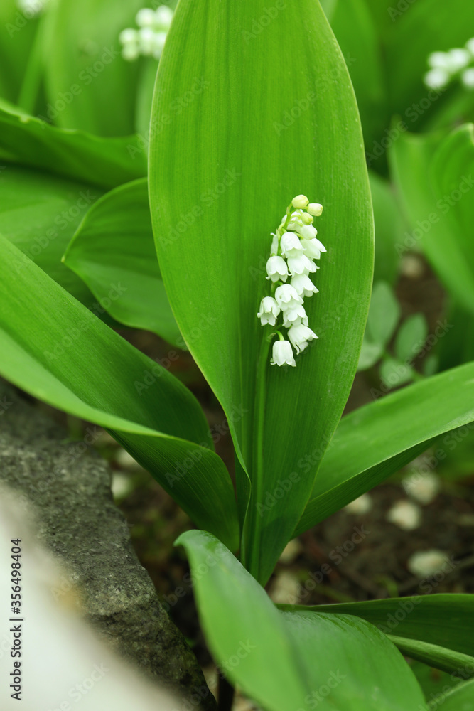 Beautiful lily of the valley outdoors on spring day, closeup Beautiful lily of the valley outdoors on spring day, closeup