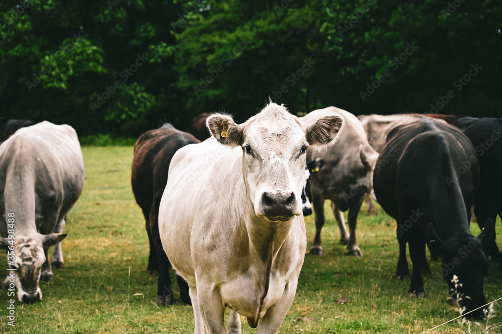 cows in a field