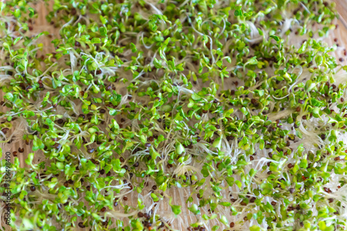Sprouting tower tray with tuscan kale seeds. Germinating and growing fresh microgreens in a sprouter at home for maintaining a healthy diet. Vitamin and mineral rich addition to everyday meals. 