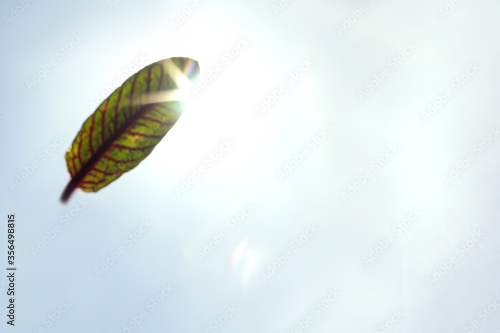 Single leaf fly and sunny sky Single leaf fly and sunny sky