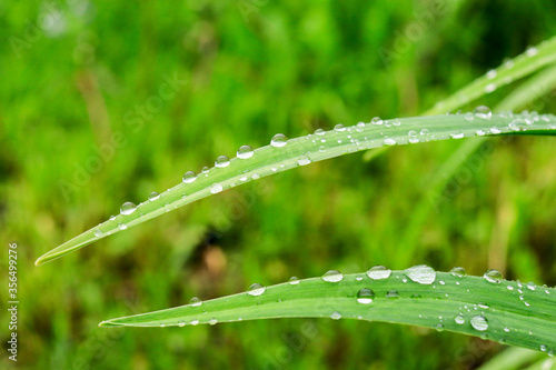 leaves after rain drops of water, nature
