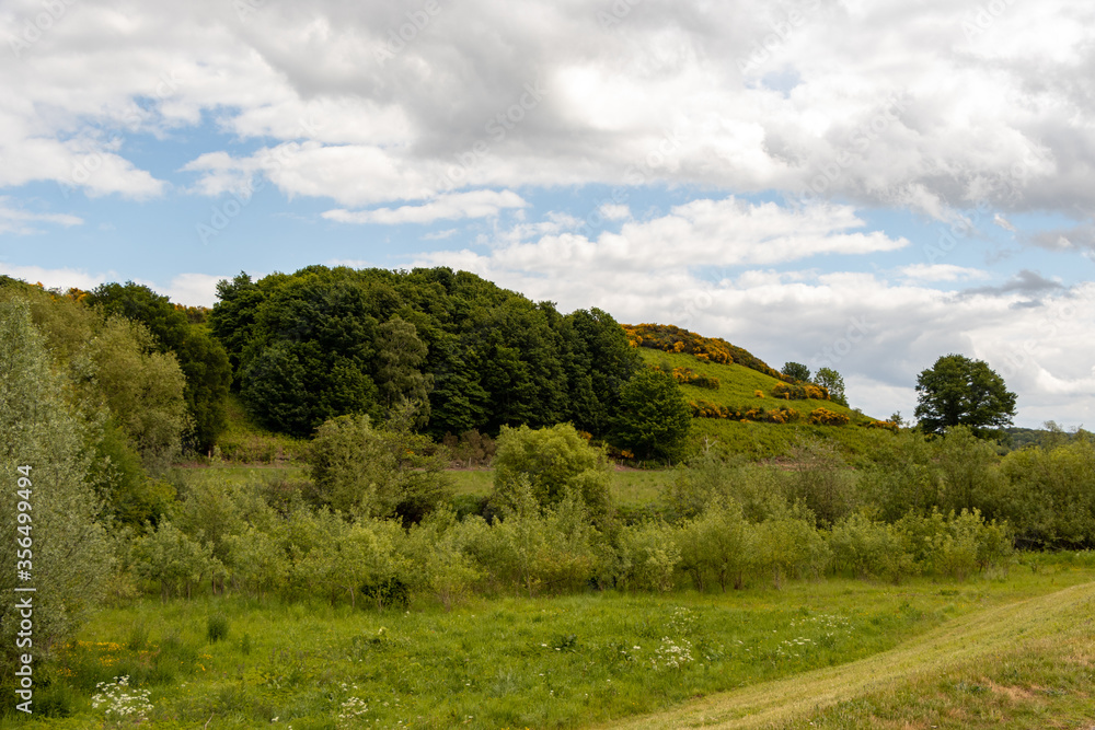 Fototapeta premium green nature in this beautiful world