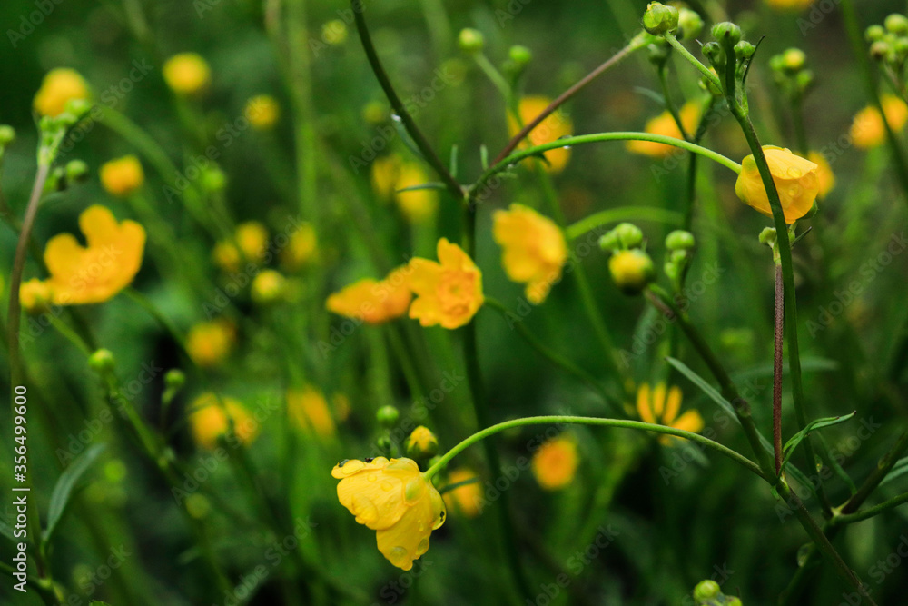 yellow flowers for the background yellow flowers for the background