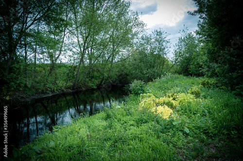 green nature in this beautiful world