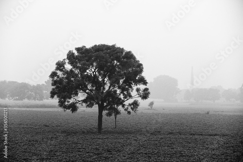 Tree in the field in black and white (ID: 356500213)