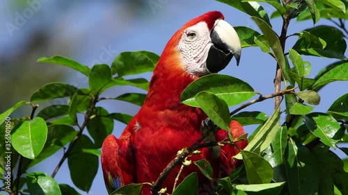 Scarlet macaw in rainforest chiapas lacandona mexico