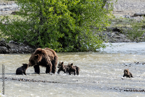 Grizzly 399 with quadruplets crossing Pilgrim Creek, Grand Teton National Park, Wyoming, USA