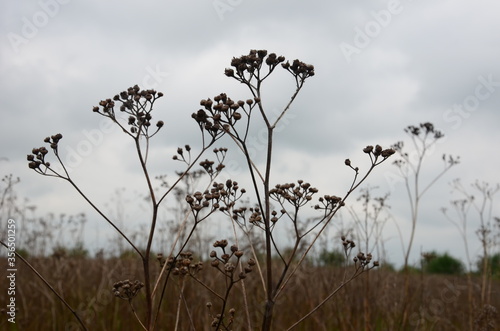 Dry plants in the field, gray sky tops of plants, plants background. © Yaroslav