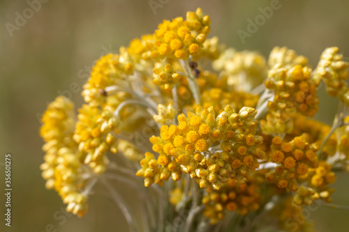 Close up view of helichrysum arenarium, immortel, dwarf everlast sunny yellow flowers on blurred natural background. Selected focus. Beauty of nature