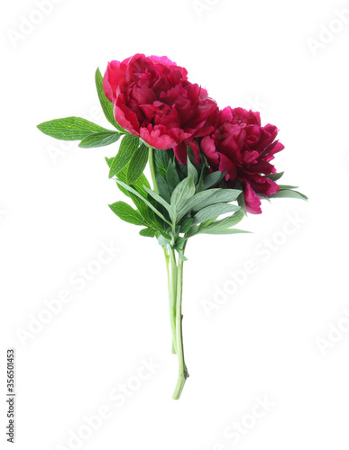 Bouquet of beautiful red peonies isolated on white