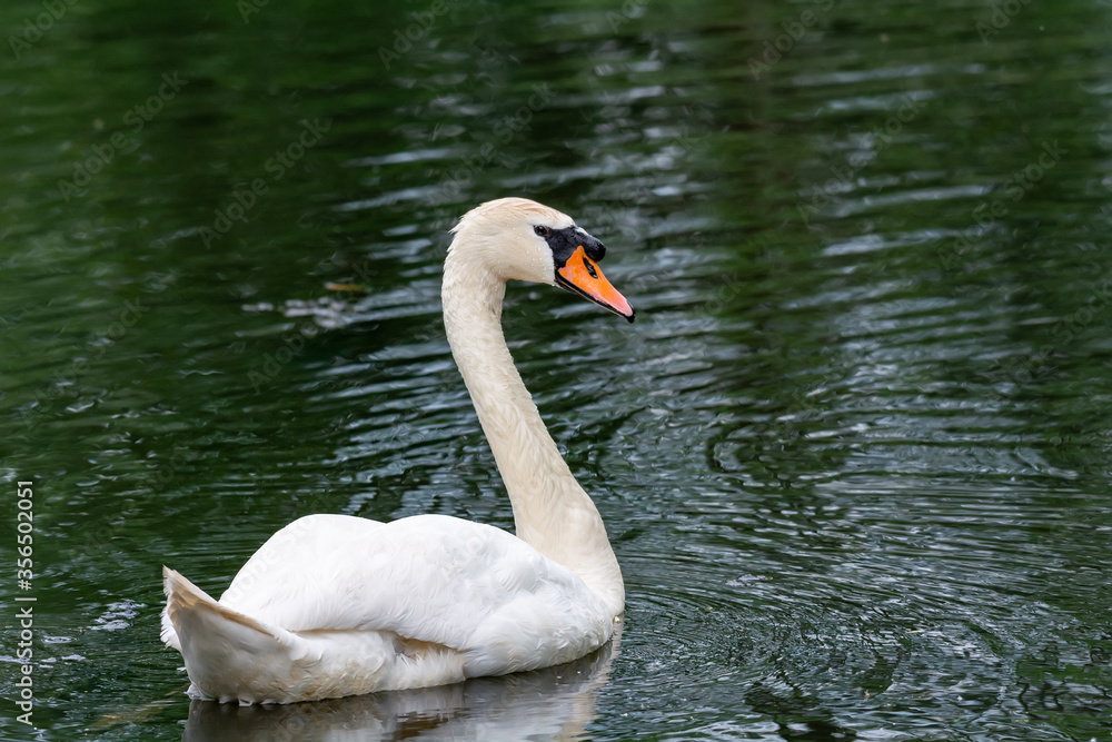 Fototapeta premium A beautiful white swan swims on the pond