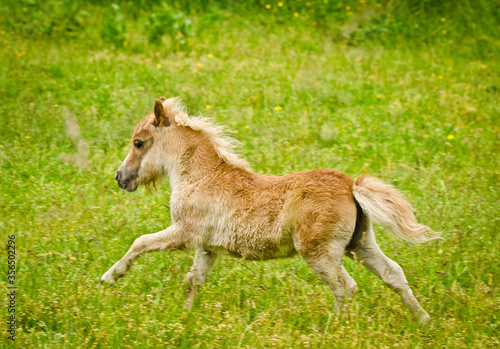 A newborn small chestnut foal of a shetland pony is galloping cheerful alone in the meadow   © Brinja