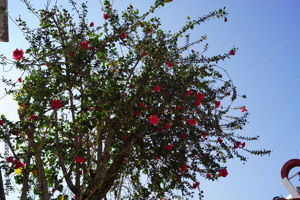 colibrí entre flores rojas colibrí entre flores rojas