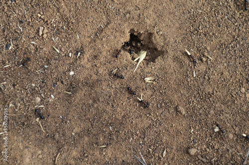 ants and anthill