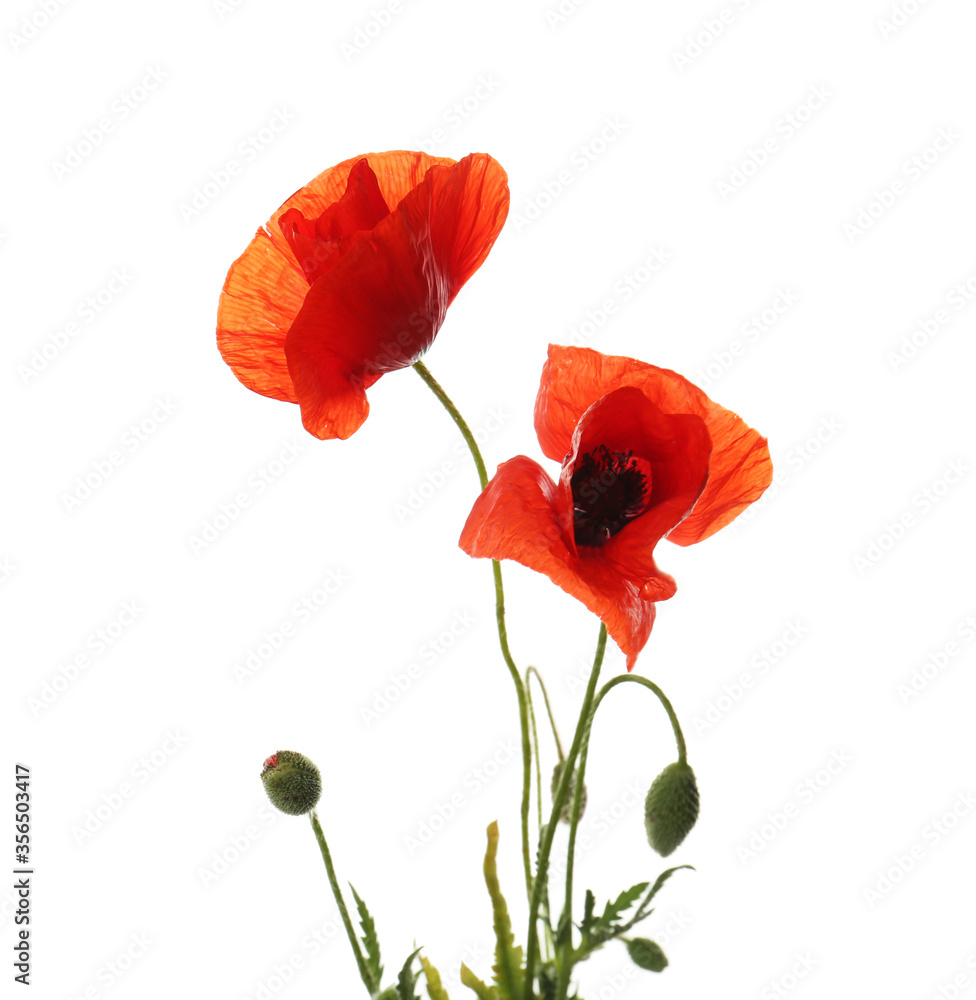 Naklejka premium Piękne czerwone kwiaty maku na białym tle