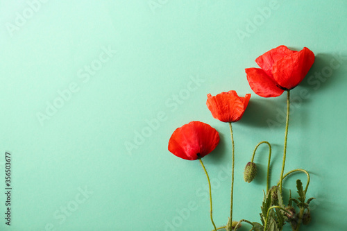 Beautiful red poppy flowers on light blue background, flat lay. Space for text
