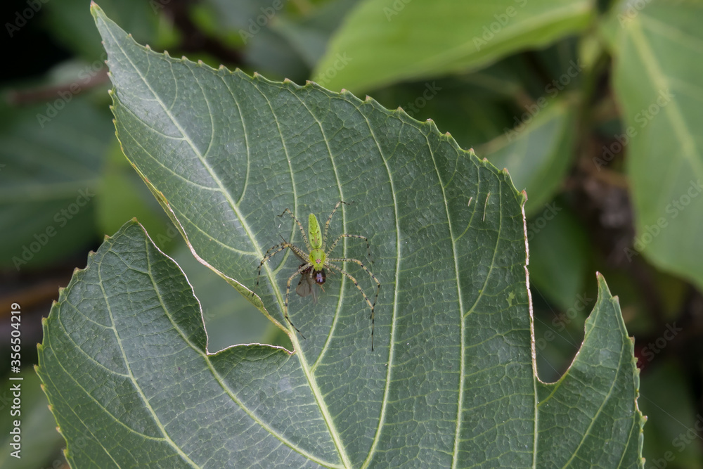 A damage leaf is home of this green spider eating an ant A damage leaf is home of this green spider eating an ant
