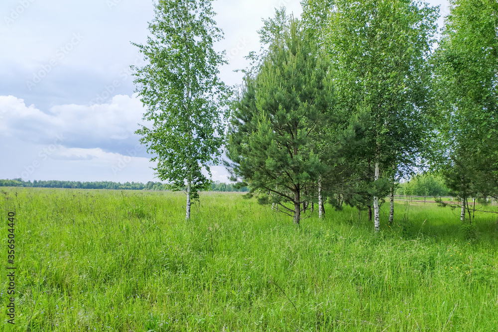 green grass on a field among birches