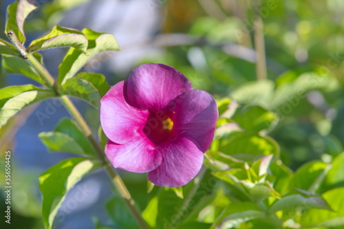 Pink flower in the garden
