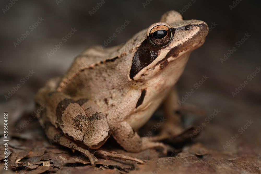 Brown frog with dark eyes is sitting on leaves in a forest and looking into the camera Brown frog with dark eyes is sitting on leaves in a forest and looking into the camera
