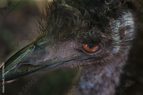 Angry looking lack emu with brown eye. Green and purple. 