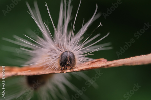 Caterpillar, oak processionary (Thaumetopoea processionea) is sitting on a piece of bark in a forest and looking into the camera photo