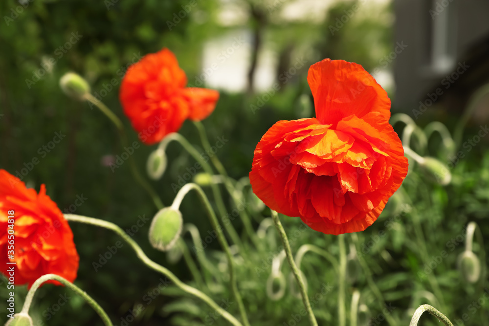 Fototapeta premium Blooming red poppy flowers outdoors on spring day, closeup