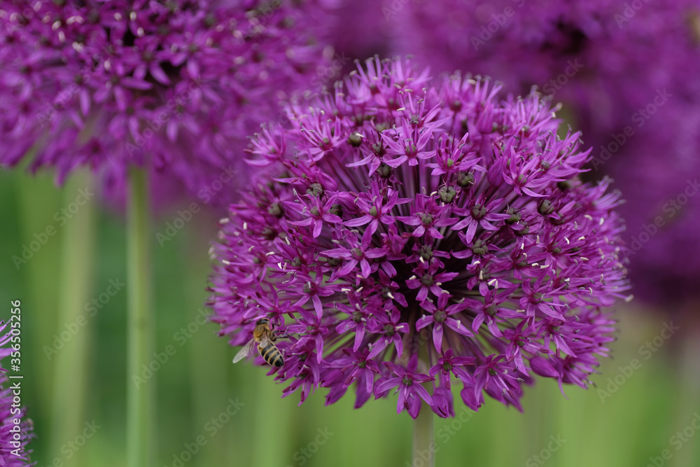 Allium cristophii, the Persian onion or star of Persia; is a species of flowering plant in the family Amaryllidaceae. Bee on a purple flower on a green background. Allium cristophii, the Persian onion or star of Persia; is a species of flowering plant in the family Amaryllidaceae. Bee on a purple flower on a green background.