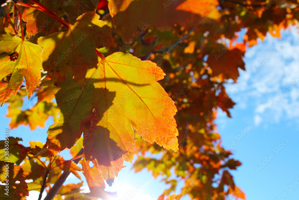 Fall Leaves Fall Leaves