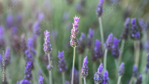 Beautiful lavender field background closeup. Springtime  gardening concept.