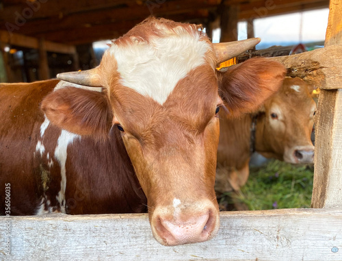 Close-up of a brown cow on a farm animal.Agriculture concept.