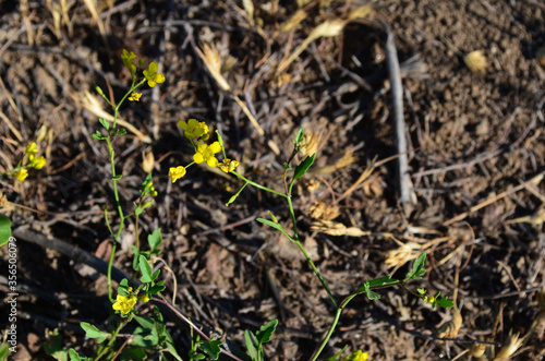 small yellow flowers in the grass 