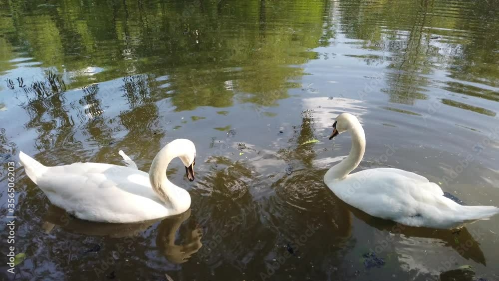 Two gorgeous white swan floating at natural pond water surrounded by greenery. People feed swans with grass. Two gorgeous white swan floating at natural pond water surrounded by greenery. People feed swans with grass.