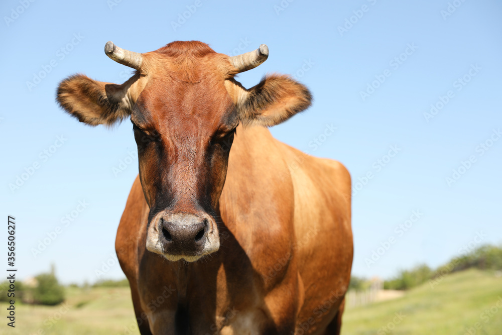 Beautiful brown cow outdoors on sunny day. Animal husbandry Beautiful brown cow outdoors on sunny day. Animal husbandry