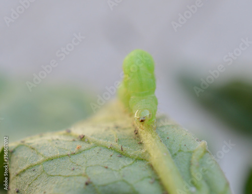 Wallpaper Mural A green horn worm on a tomato plant leaf Torontodigital.ca