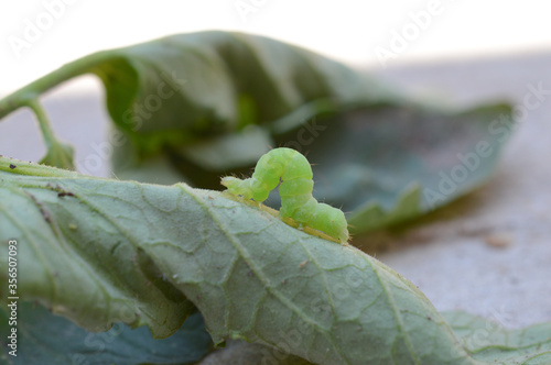 Wallpaper Mural A green horn worm on a tomato plant leaf  Torontodigital.ca