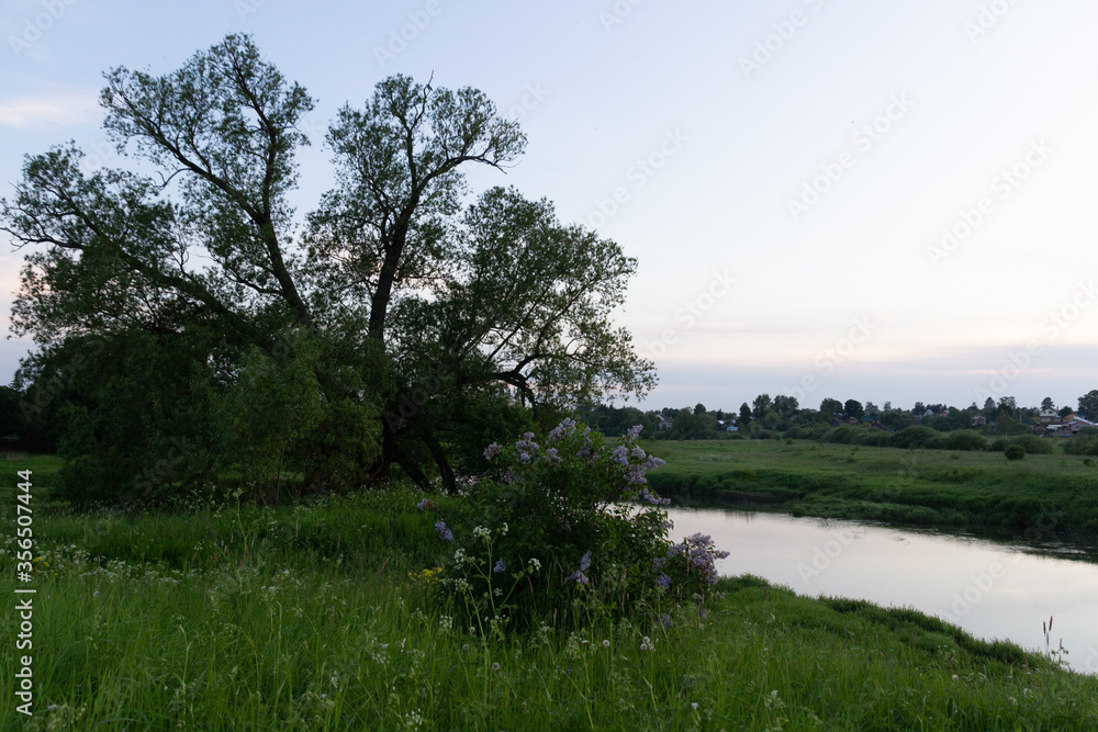 Obraz premium Country landscape in summer evening with lilac and big tree on river side