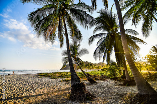 Foto palm tree on the beach in samara nicoya costa rica central america